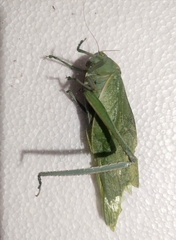 Stilpnochlora azteca