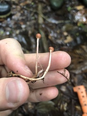 Paraisaria amazonica