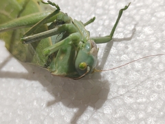 Stilpnochlora azteca