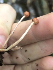 Paraisaria amazonica