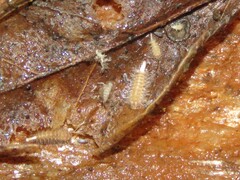 Polyxenida