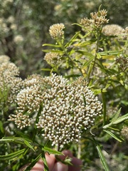 Ozothamnus