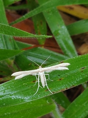 Hellinsia homodactylus