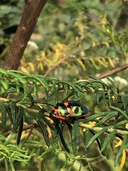 Scutiphora pedicellata