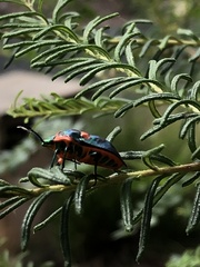 Scutiphora pedicellata