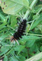 Halysidota ruscheweyhi