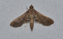 Crocidocnemis pellucidalis