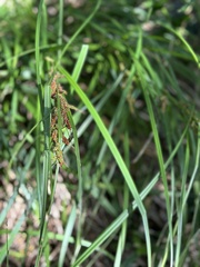 Carex baccans