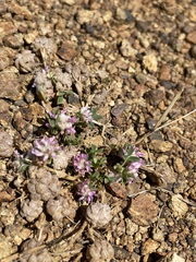 Trifolium tomentosum