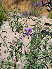 Solanum crispum
