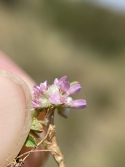 Trifolium tomentosum