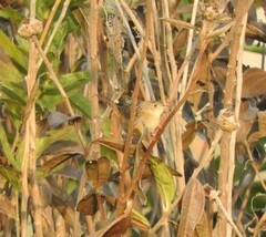 Cistothorus platensis