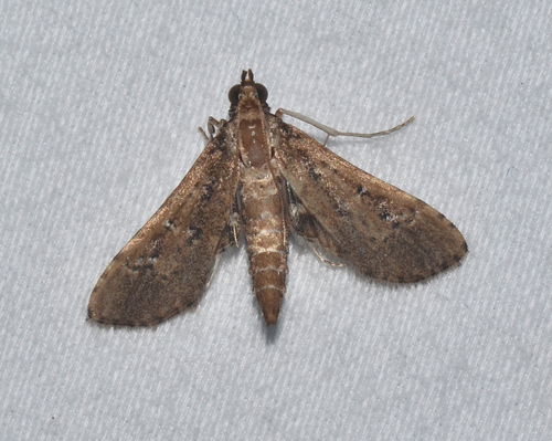 Crocidocnemis pellucidalis photo 4