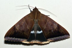 Artena dotata