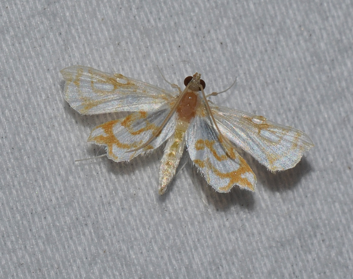 Gold-lined Undulambia Moth