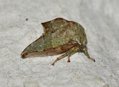 Telamona subfalcata