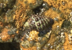 Tenguella marginalba