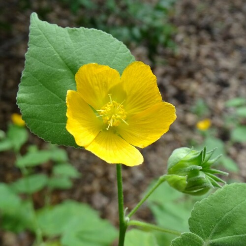 Coastal Indian mallow (Abutilon permolle)