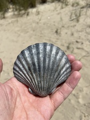 Pecten fumatus