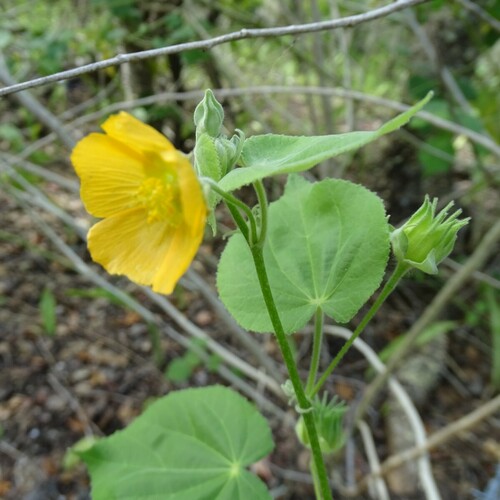 Coastal Indian mallow (Abutilon permolle)