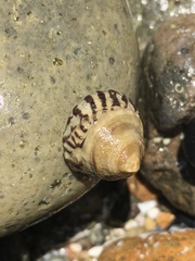 Bembicium nanum