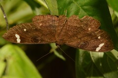 Erebus hieroglyphica