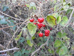 Solanum dulcamaroides