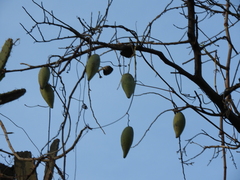 Funastrum pannosum
