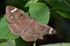 Erebus hieroglyphica