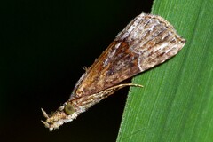 Hypenodinae