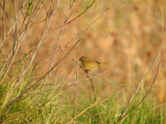 Geothlypis trichas