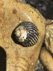 Austrocochlea porcata