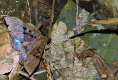 Ischyja marapok