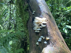 Favolaschia pustulosa