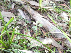 Hydrocotyle paludosa