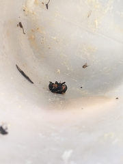Nicrophorus nepalensis