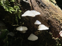 Favolaschia pustulosa