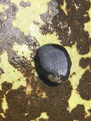 Nerita melanotragus