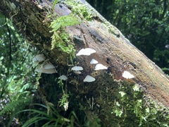 Favolaschia pustulosa