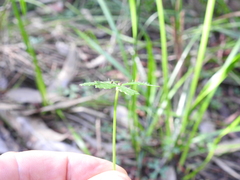 Hydrocotyle paludosa