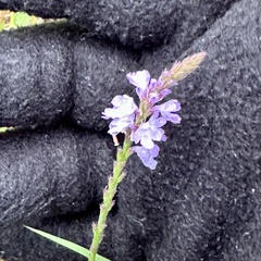 Verbena xutha