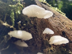 Favolaschia pustulosa