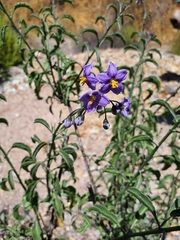 Solanum crispum