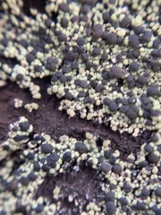 Calicium pinicola