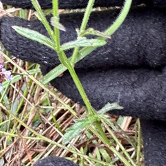 Verbena xutha
