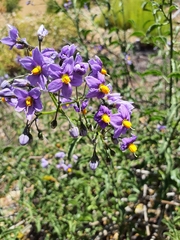 Solanum crispum