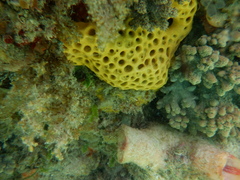 Holopsamma laminaefavosa