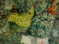 Holopsamma laminaefavosa