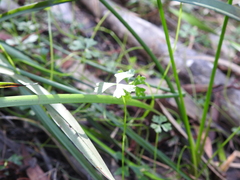 Hydrocotyle paludosa