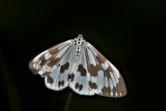 Nyctemera adversata